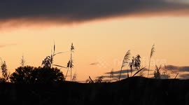 Beautiful orange sunrise in a carrizal