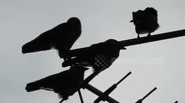 Black birds perched on a tv antenna