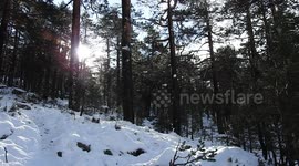 Sun shines among the trunks of the pines in a snowy landscape