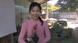 Thai model, 24, quits glamorous job to become a full time rooster breeder