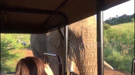 British tourists have hair-raising encounter with bull elephant while on safari in South Africa