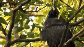 Jackdaw perched on the branch of a tree with leaves in motion