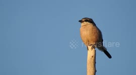 Bird perched on pole with blue sky in the background