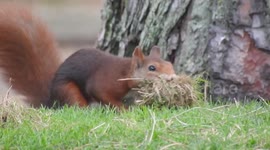 Squirrel picks up and makes a grass ball with his mouth