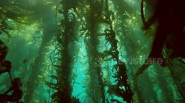 Creatures of thePacific Coast