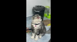 Kitten Licks Air While Trying To Reach Neck