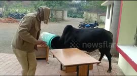Curious bull gets head stuck in dustbin at Indian police station