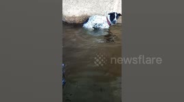Heartwarming moment stranded dog is rescued after falling into river in Thailand