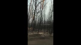 Aftermath of New South Wales fires shows forests completely charred