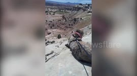 This adventurous cat has visited 43 states in America with her truck driver owner