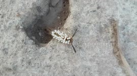 Slug Caterpillar Covered In Dozens Of Parasitic Eggs