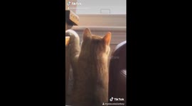 Ginger cat appears to have an existential crisis while looking out the window