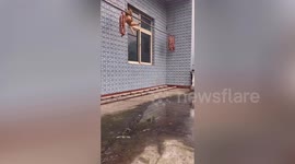 Cat performs hilarious 'gymnastics' while trying to balance on pole that had sausages attached to it