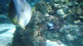 Sharks at aquarium