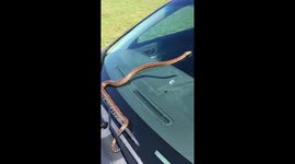 Corn snake takes a ride