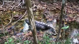 Python cools off in a stream after swallowing wild boar