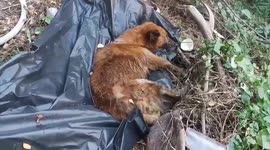 Pet dog rescued after being dumped in canal in Thailand