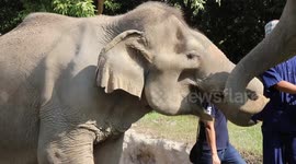 Thai elephant centre releases chains from its animals after criticism from welfare groups