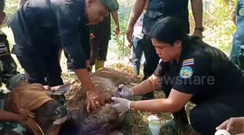 Deer likened to X-Men's Wolverine after surviving hunter's trap, gun wound and night in pond