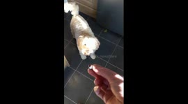 Nessie the cockapoo REALLY doesn't like blueberries