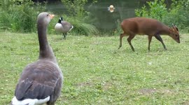 Geese chase off a muntjac deer that gets too close to their food