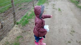 Cheeky goat scratches its butt at a farm in front of child