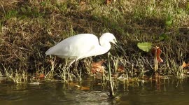 White egret fishing in Manzanares river