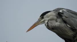 Common heron waiting on  top of a tree