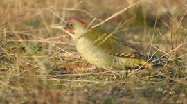 Green woodpecker eats ants on the ground