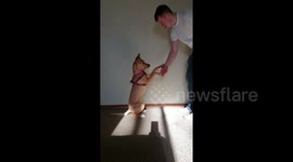 Heartwarming moment smart puppy taught sign language to interact with deaf parents