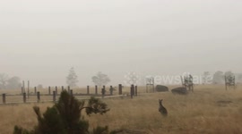 Kangaroos feeling a bit lost in the Smokey haze of Australian Bushfires