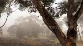 Like a Horror Movie Scene walking through smoke from Australian Bushfires