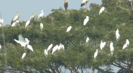 Hundreds of migrating herons arrive in Thailand from Europe for warmer temperatures