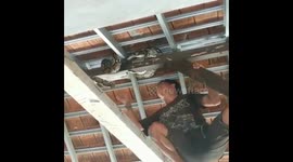 Python dragged from roof inside university campus in Bali