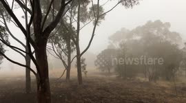 'Like a horror movie scene' says walker travelling through burnt landscape of Australia