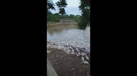 The man called thousands of ducks from the river to feed in the morning