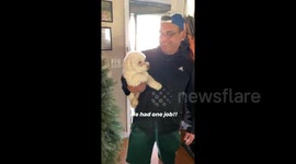 US husband returns home from groomers with the WRONG dog