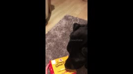 Christmas Eve box for a Labrador