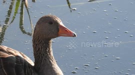 Anser swims slowly in the water of a lake