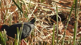 Blue big bird walks among the riverside vegetation