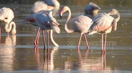 A group of flamingos look for food in the lagoon