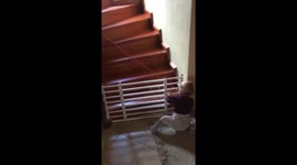 Toddler trying to get pass stairs check