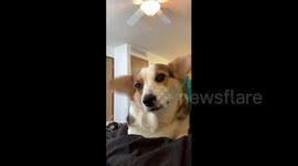 Adorable corgi flaps ears as though trying to take off