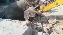 Elephant that fell into water tank when concrete slab gave in under its weight is rescued after marathon operation in northern India