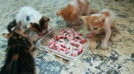 Fives Kitties Shows Off Some Hunger Towards Bones