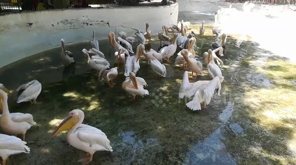 Herd Of Pelicans Waits Big Backed Fishes