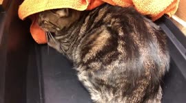 Rufus Kitty Doesn’t Want His Tail Touched