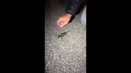 Saving a little salamander, crossing a road.