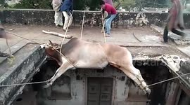 Villagers in northern India rescue bull trapped on the rooftop of an abandoned building for three days