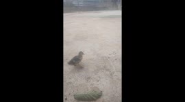 The strange duck turned around continuously